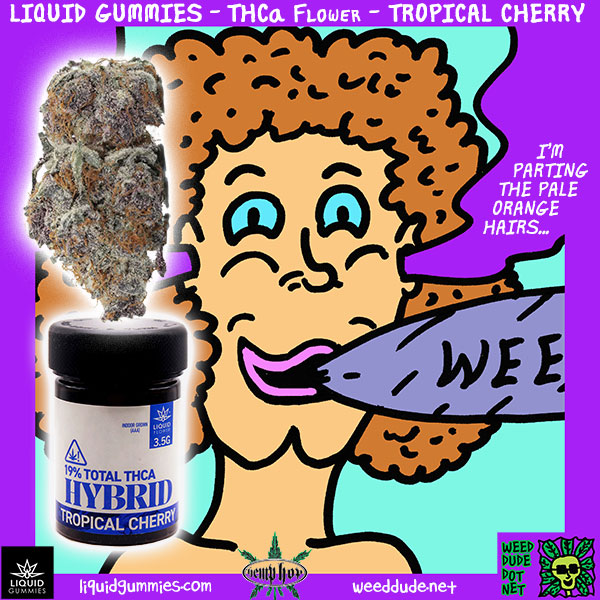 Weed Dude Reviews Liquid Gummies Tropical Cherry THCa Flower - HYBRID Tropical Cherry, Clark Kent packaging for a Superman Sativa buzz with a mellow vibe.  after a few hits, guitar playing sounded great, even better than usual! haha. the buds are insanely orangey, must taste it fresh!  A real good smooth even smoke, that led to a verry berry uplifting experience.